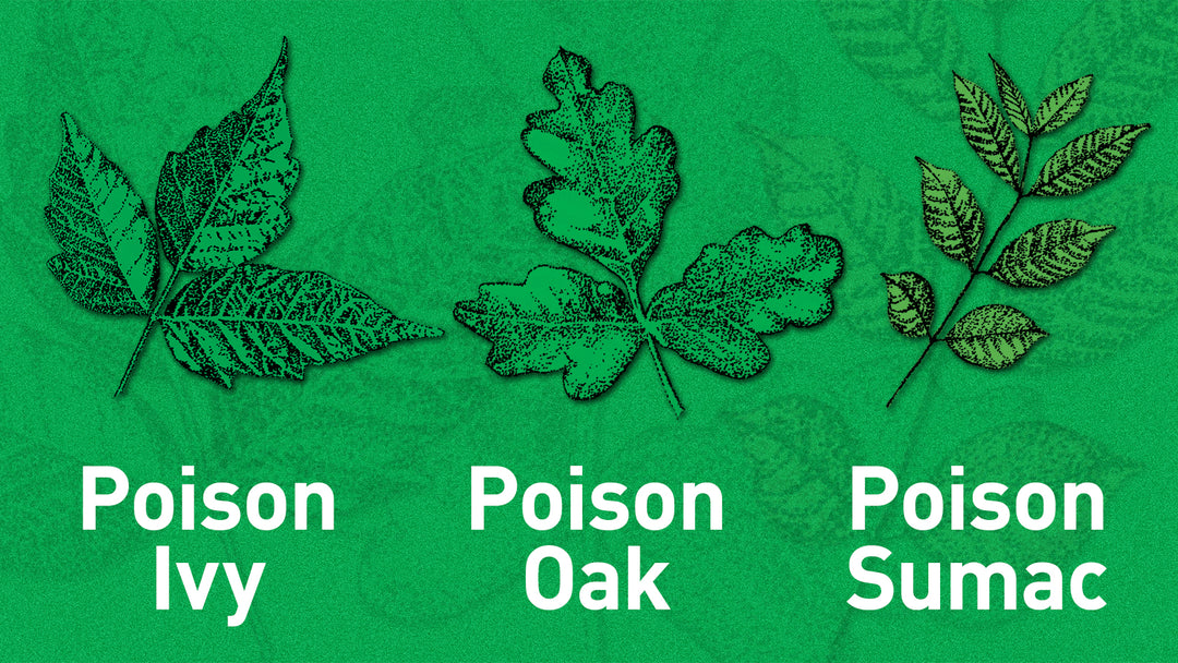 Navigating the Treacherous Trio: Identifying, Preventing, and Treating Poison Ivy, Poison Oak, and Poison Sumac